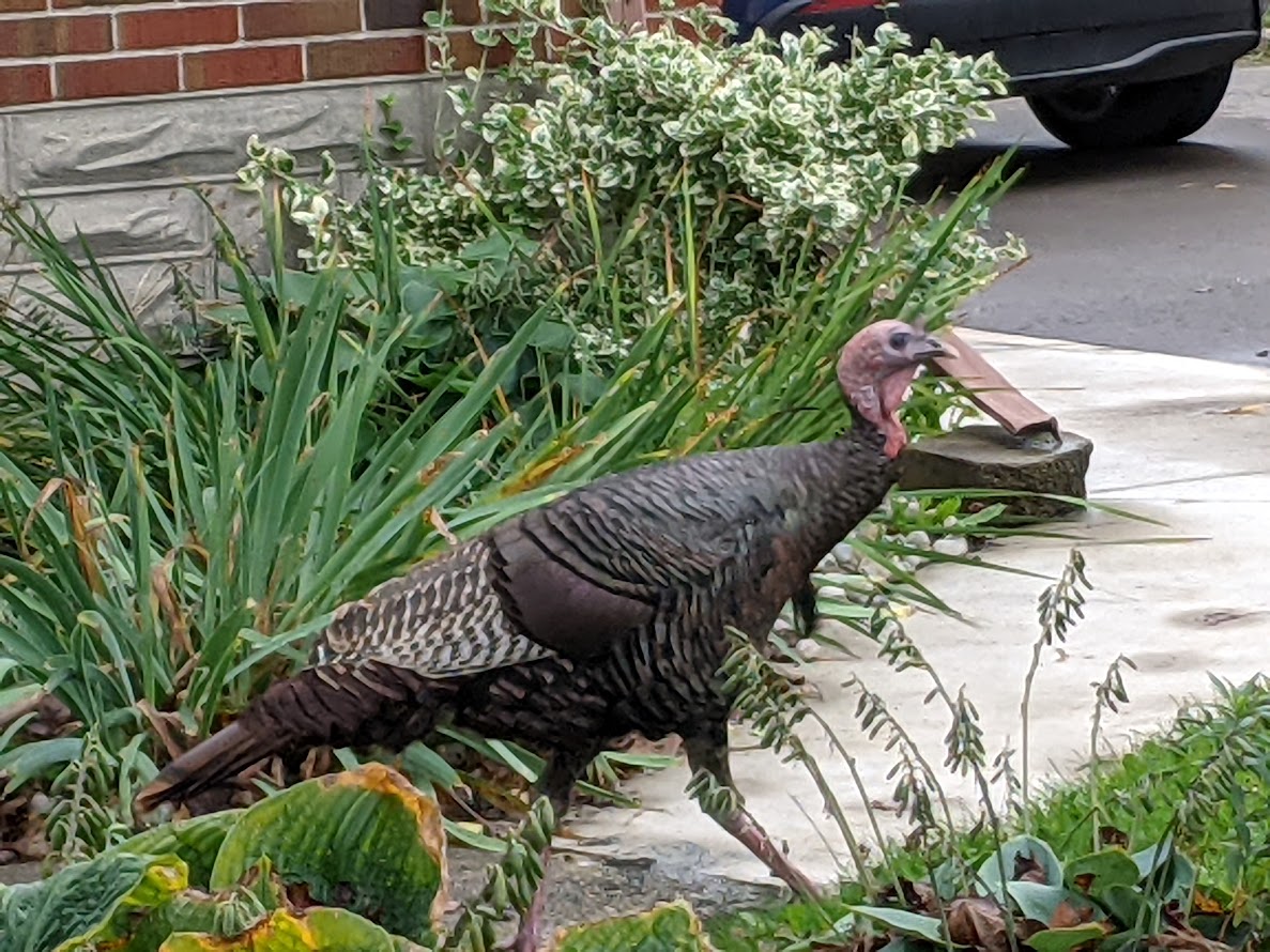 A Turkey Vulture Picture